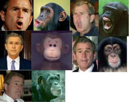 l'homme qui ressemblait à un singe