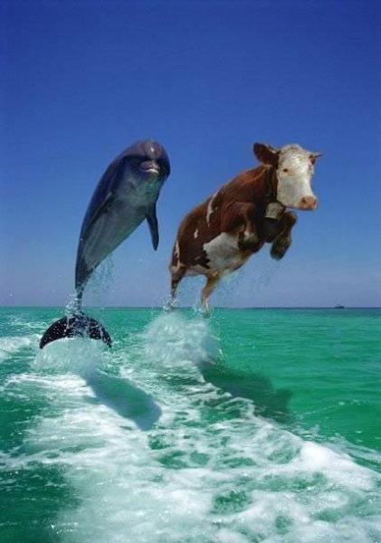 DROLE DE VACHE