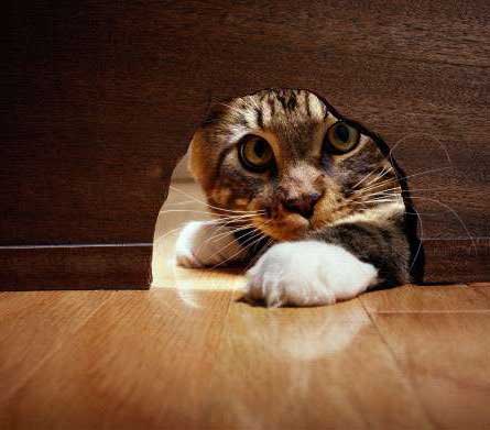 le chat et la souris