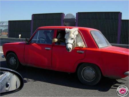 le cheval